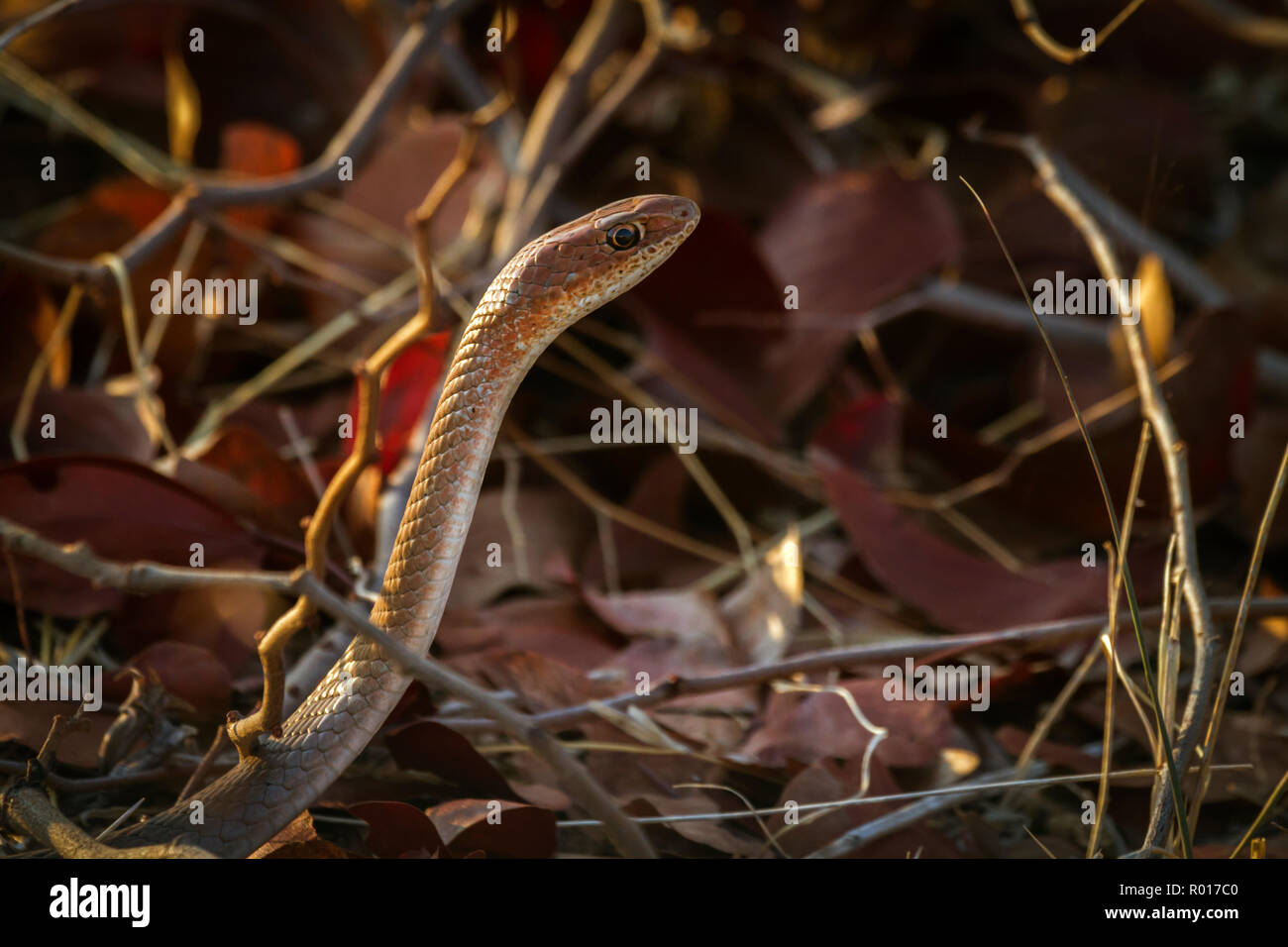 Casa del capo serpente nel Parco Nazionale di Kruger, Sud Africa ; Specie Boaedon capensis famiglia di Lamprophiidae Foto Stock