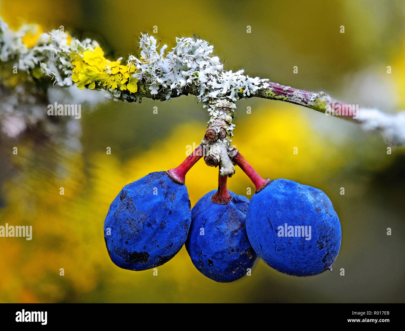 Giallo e Bianco tree lichen e 3 Prugnolo frutto Foto stock - Alamy