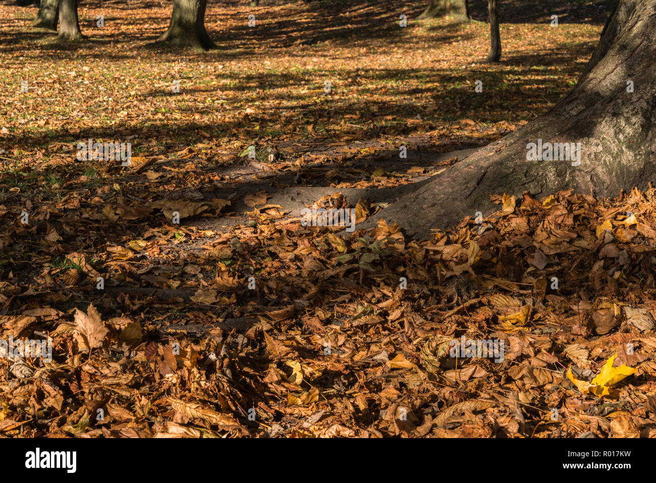 Colori luminosi di autunno o cadere con la caduta foglie mentre passeggiate nel parco nel bosco su un soleggiato ottobre mattina a Blackpool, Lancashire, Inghilterra, Regno Unito Foto Stock