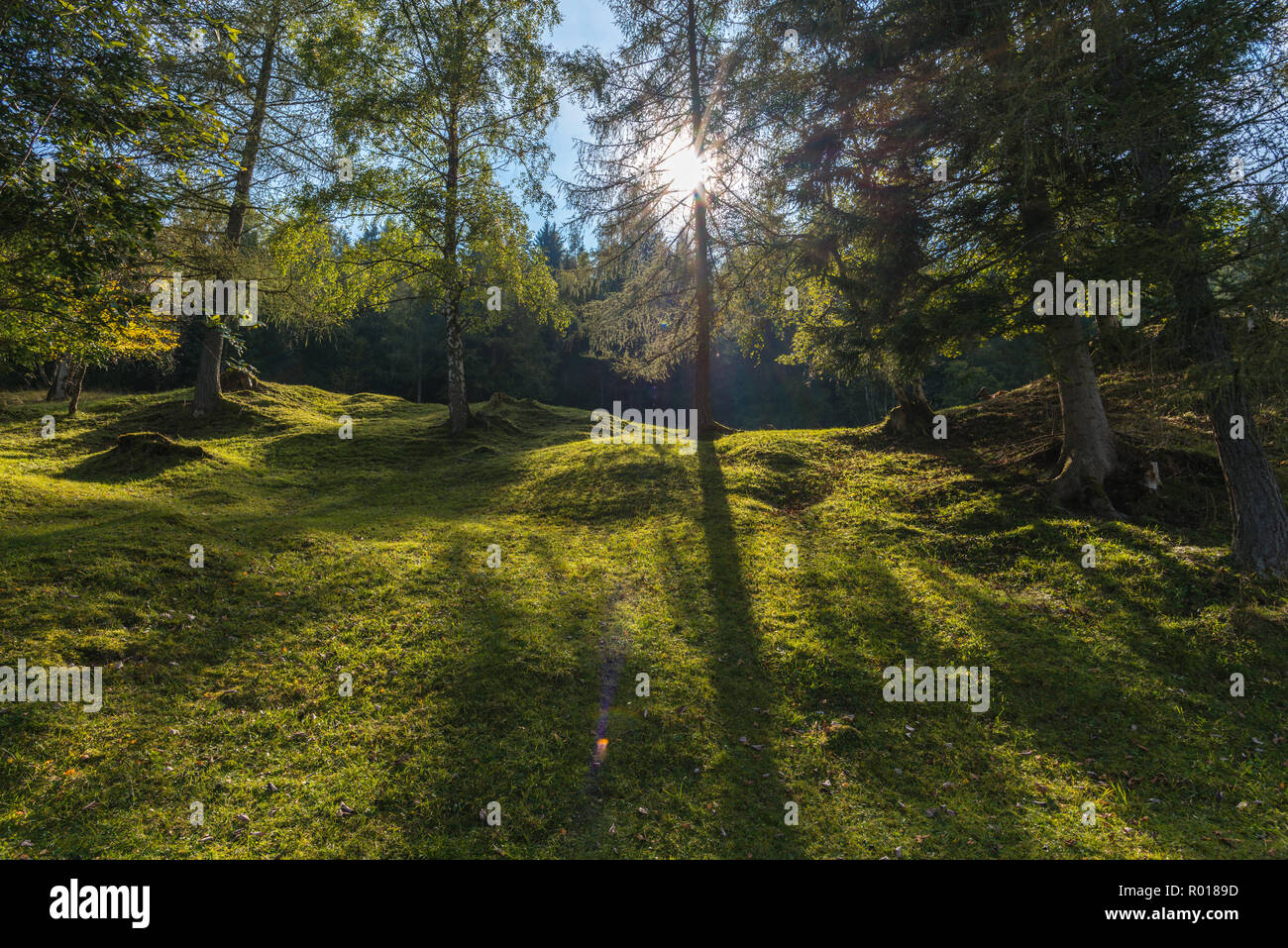 Forest neat il Lautersee o lago Lauter, Mittenwald, Baviera, Germania, Europa Foto Stock