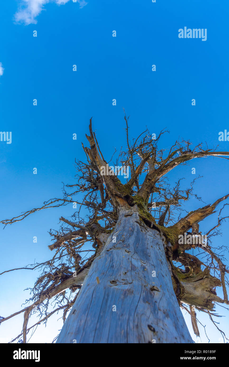 Albero morto, Alpi montagne Karwendel, Mittenwald, Alta Baviera, Baviera, Germania Foto Stock