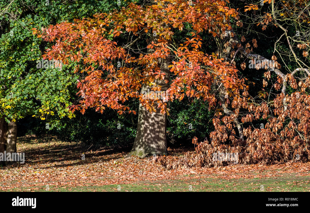 La Quercia Rossa (Quercus rubra) albero con le sue foglie in pieno colore di autunno. Foto Stock