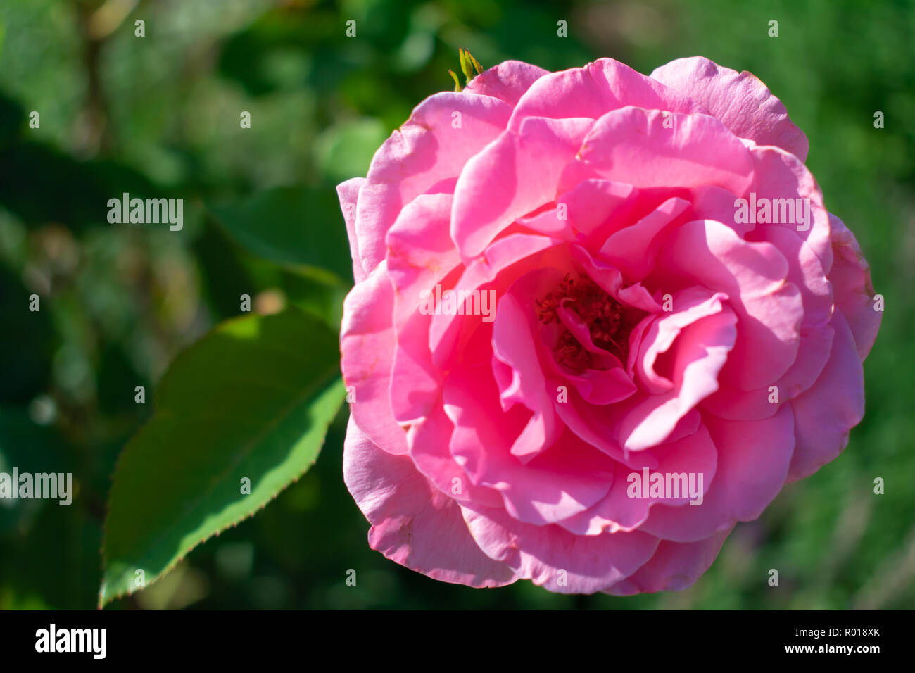 Rose rosa closeup Foto Stock