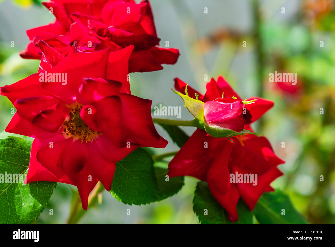 Rosa rossa fiore Foto Stock