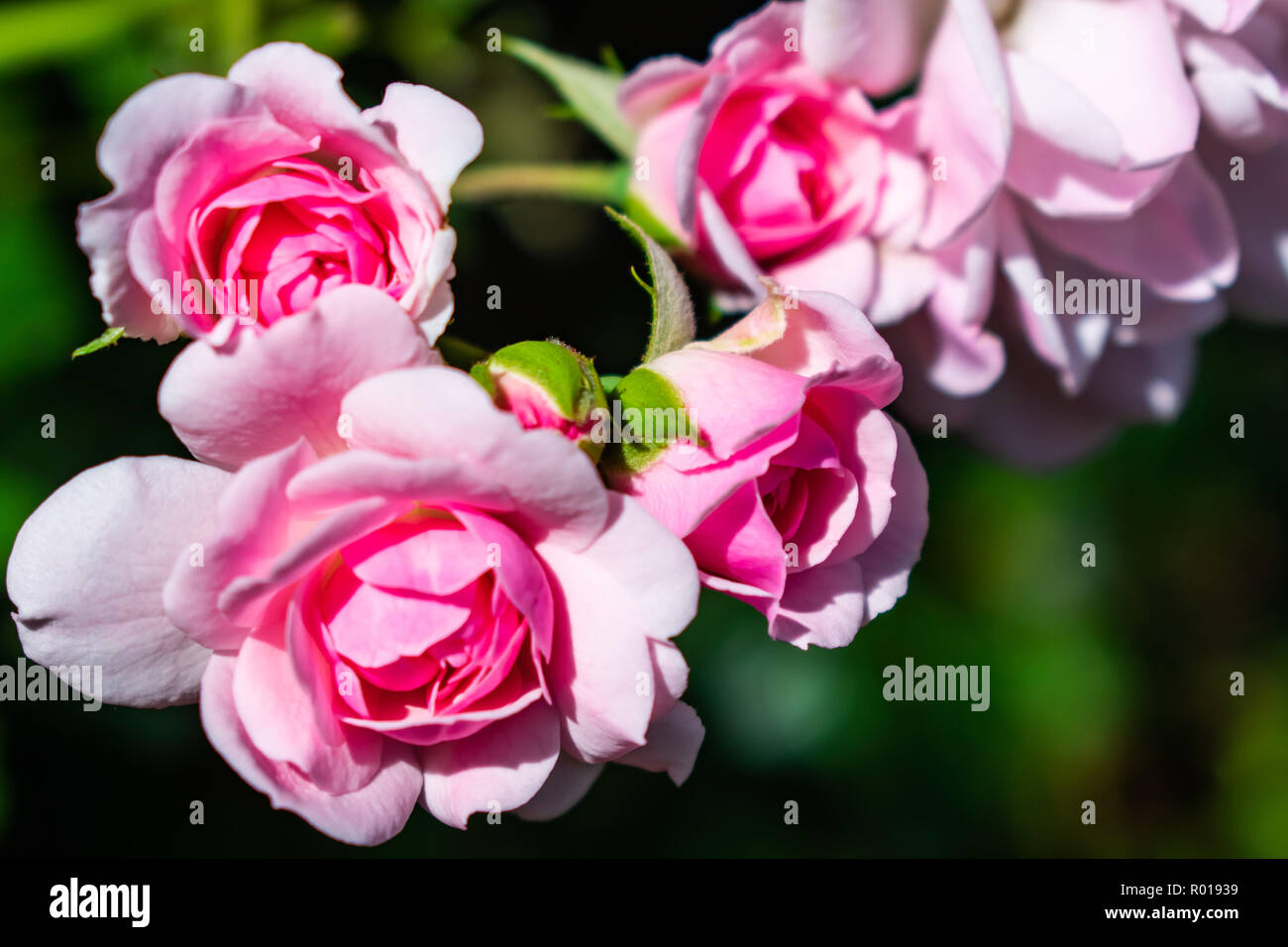 Rose rosa closeup Foto Stock