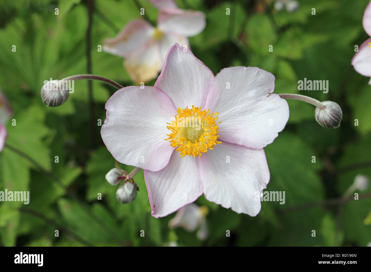 Bianco lavato con rosa Anemone tomentosa fiori e boccioli con vegetazione sfocata e fiori in background. Foto Stock