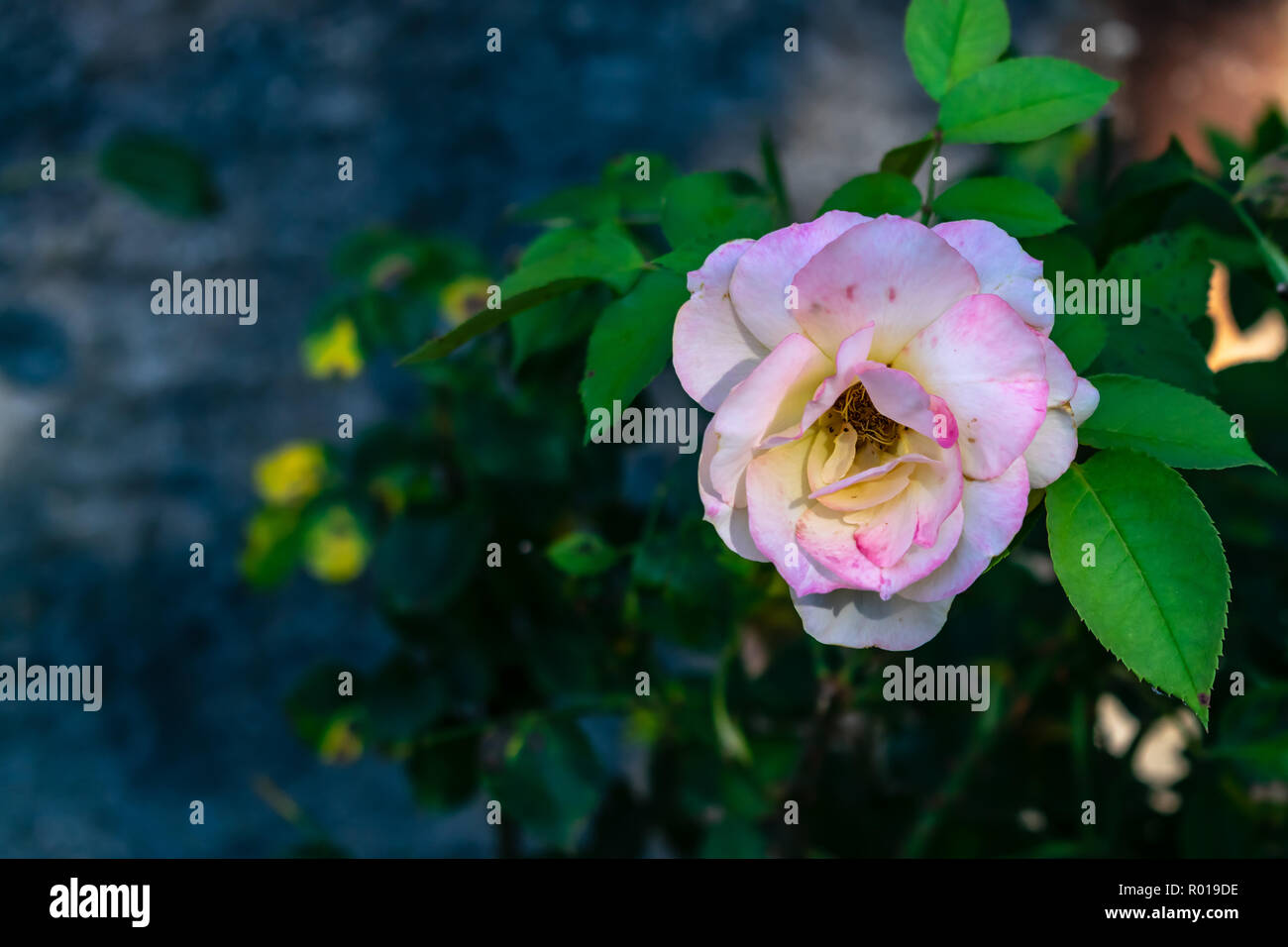 Rose di fronte a un muro di mattoni Foto Stock