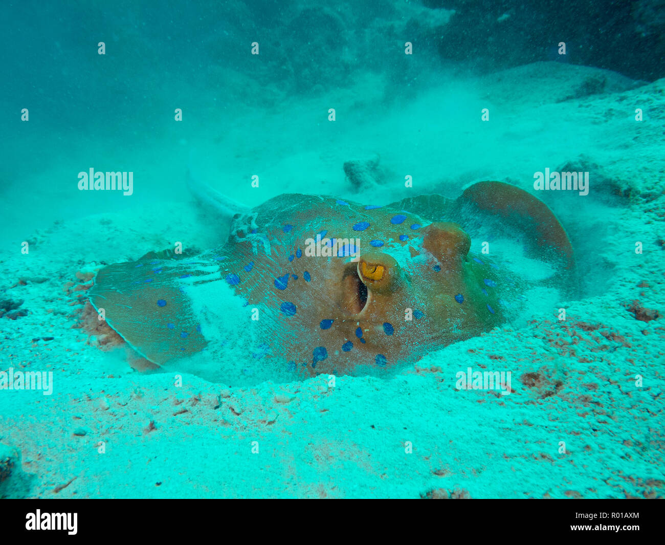 Blue Spotted Stingray o Bluespotted ribbontail ray, Taeniura lymma, scavando nella sabbia sul fondale, Mar Rosso, Egitto Foto Stock