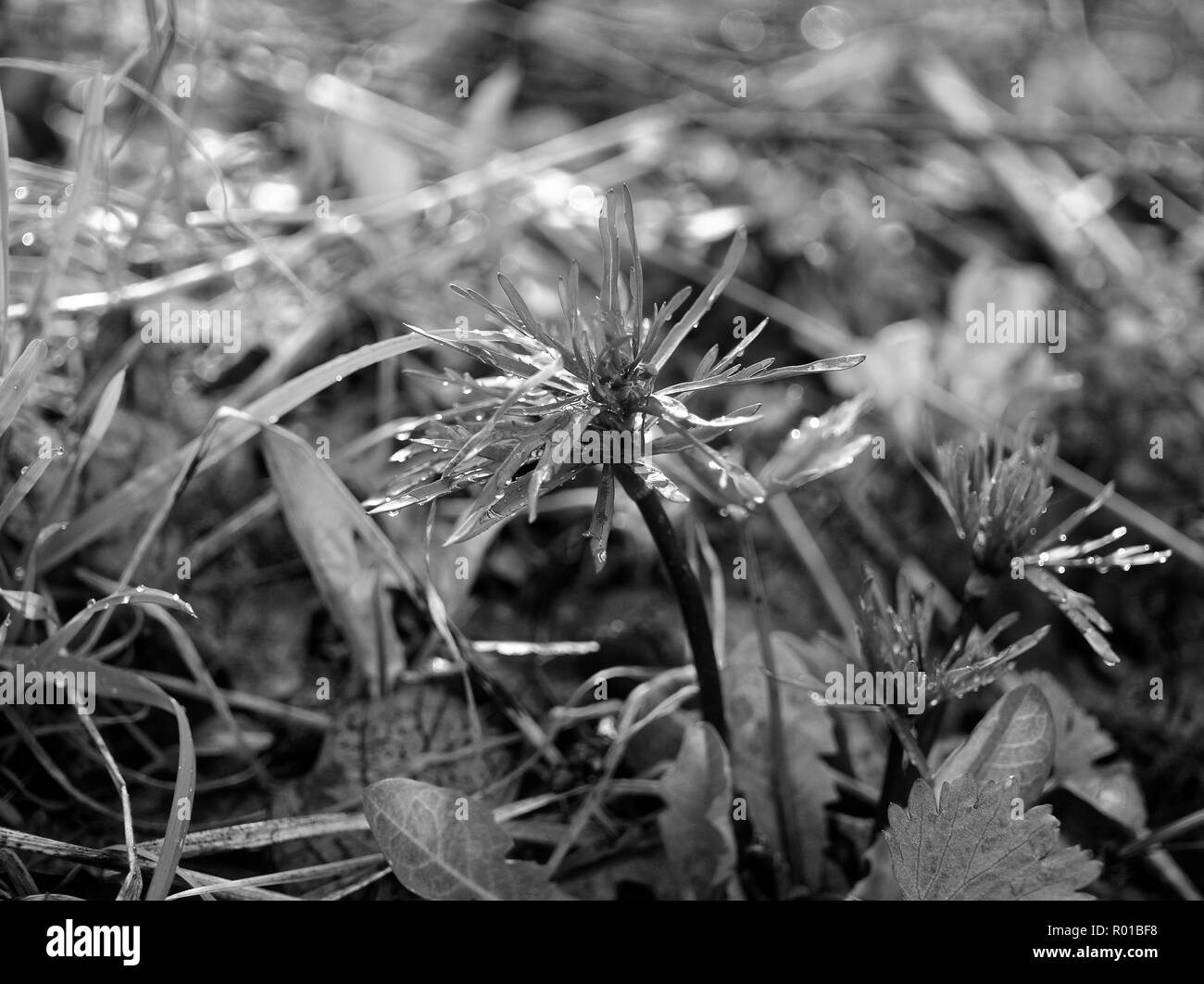 Una piccola pianta con foglie strette in primavera, la foresta di russo Foto Stock