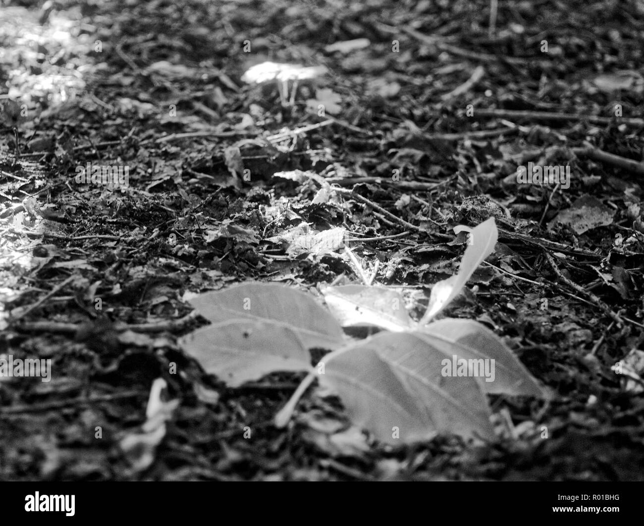 L'ombra degli alberi del Parco in estate, in bianco e nero photo Foto Stock