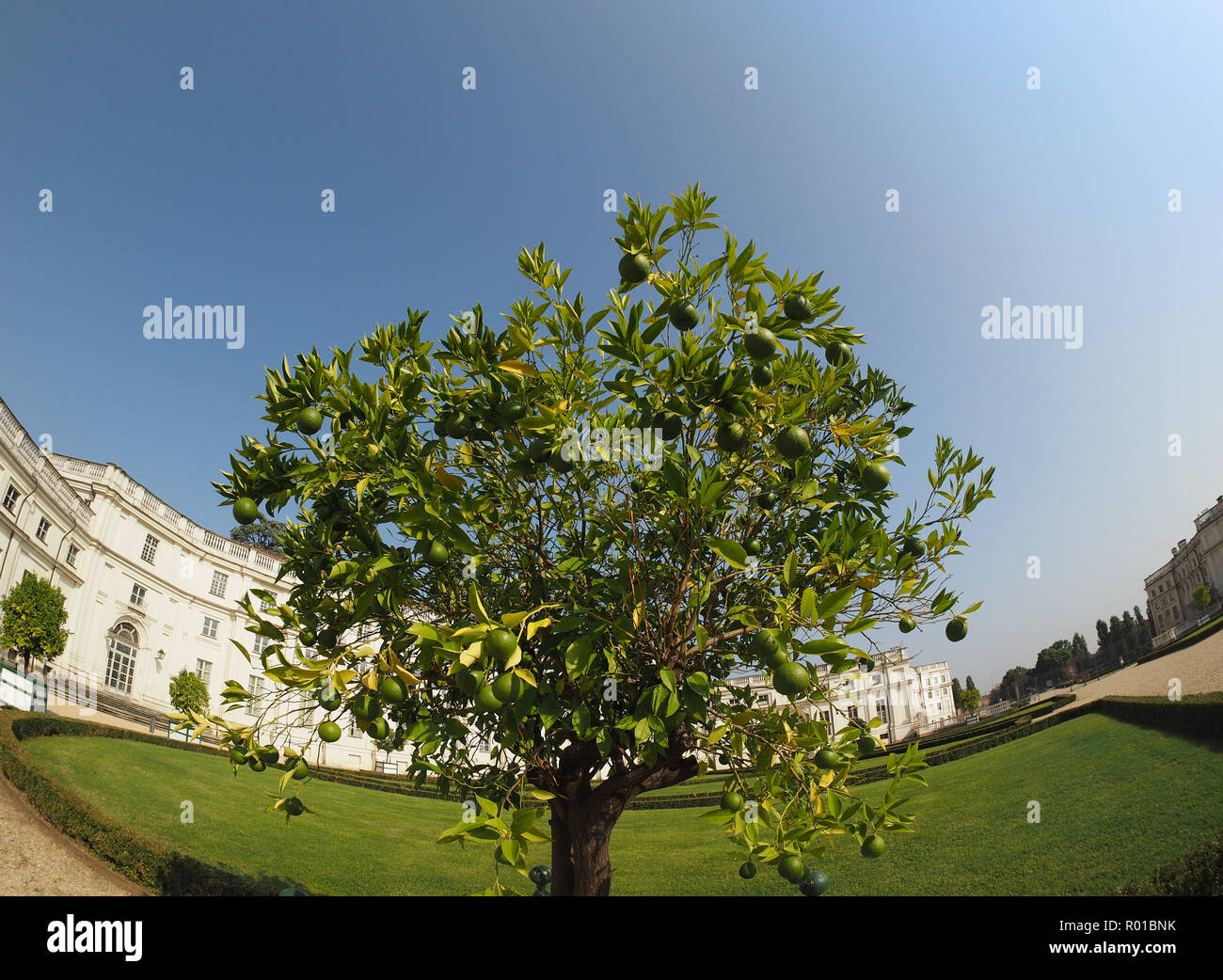 Lime (Citrus x latifolia) aka calce persiano o Shiraz o Tahiti o Bearss tree Foto Stock