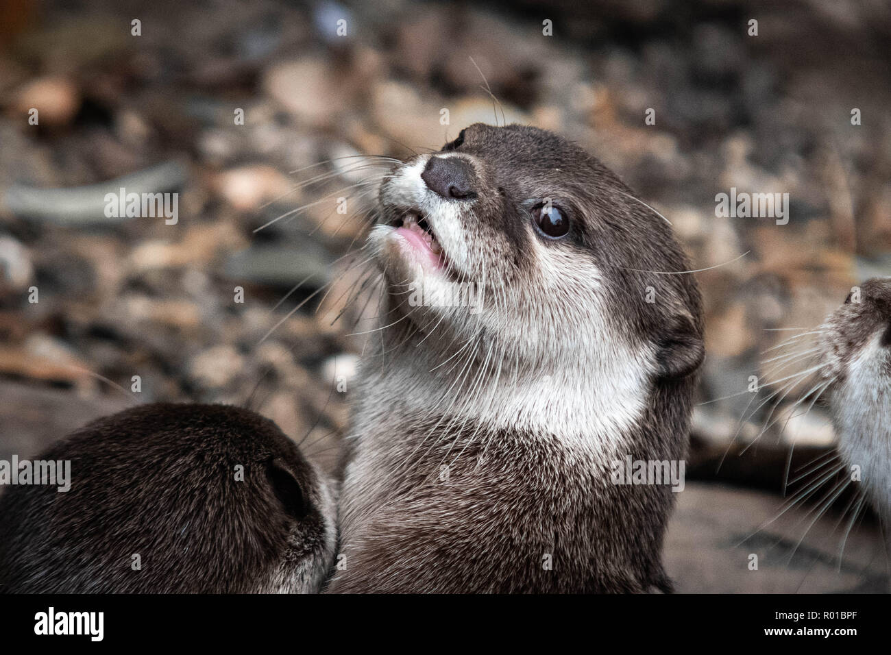 Carino otter guardando la telecamera closeup Foto Stock