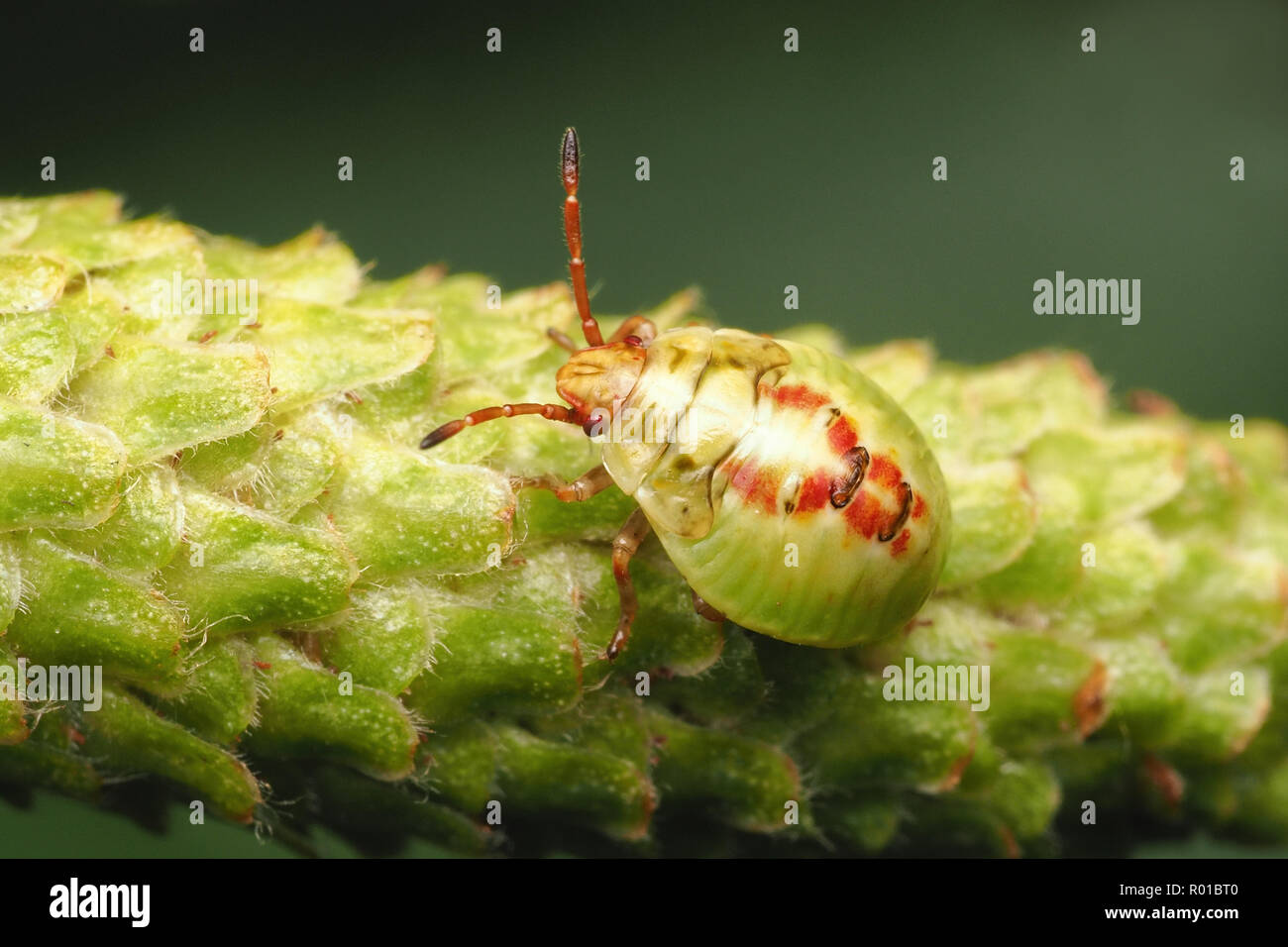 La Betulla Shieldbug nymph (Elasmostethus interstinctus) strisciando lungo amento di betulla. Tipperary, Irlanda Foto Stock
