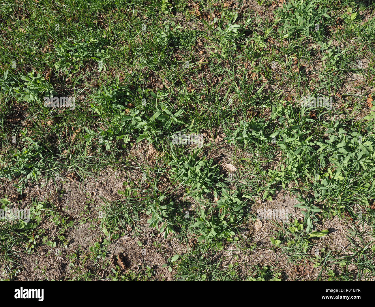 Verde erba di prato utili come uno sfondo Foto Stock
