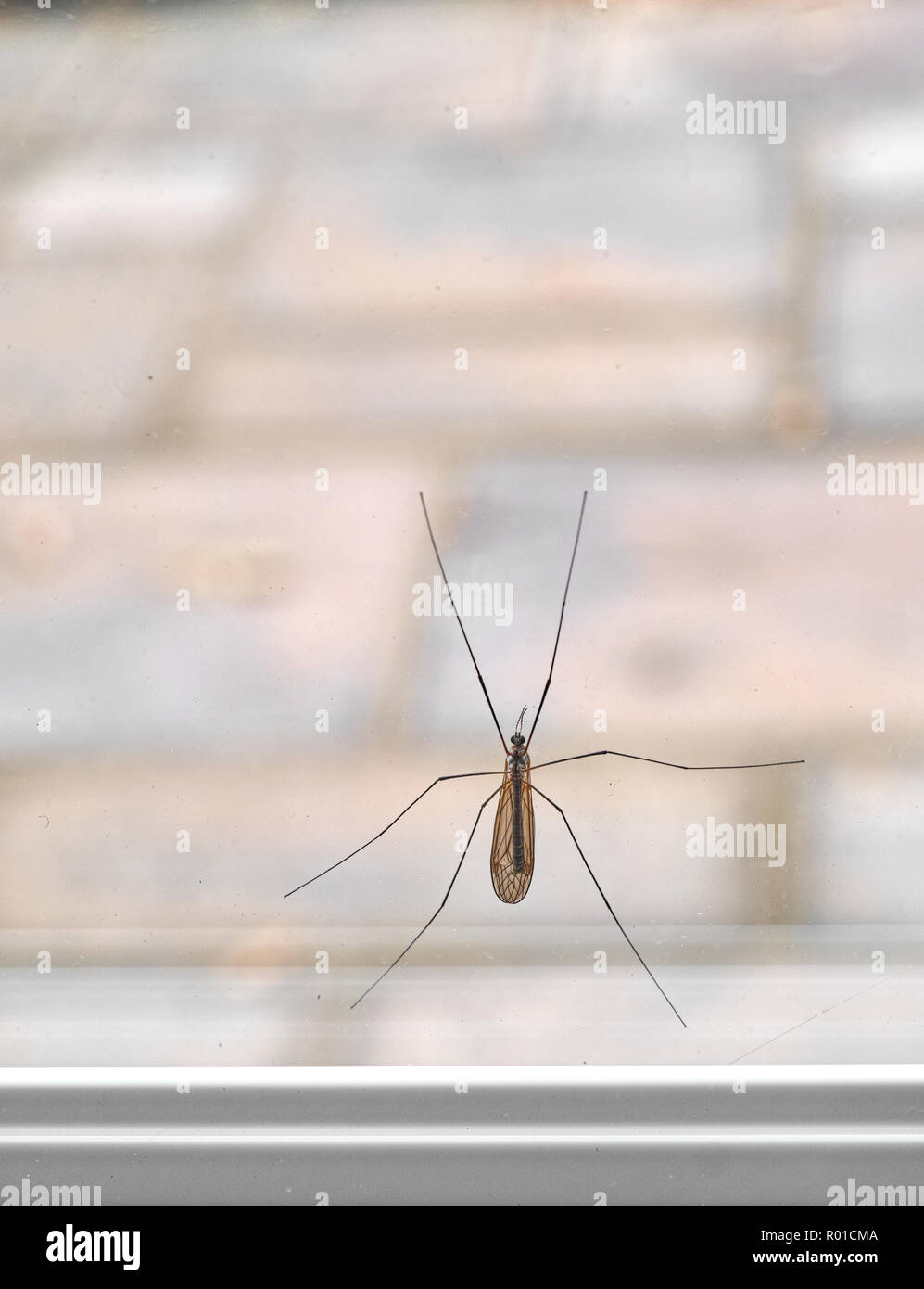 Snello dalle lunghe gambe gru maschio-fly (Daddy Long legs) aggrappati a una finestra. Foto Stock