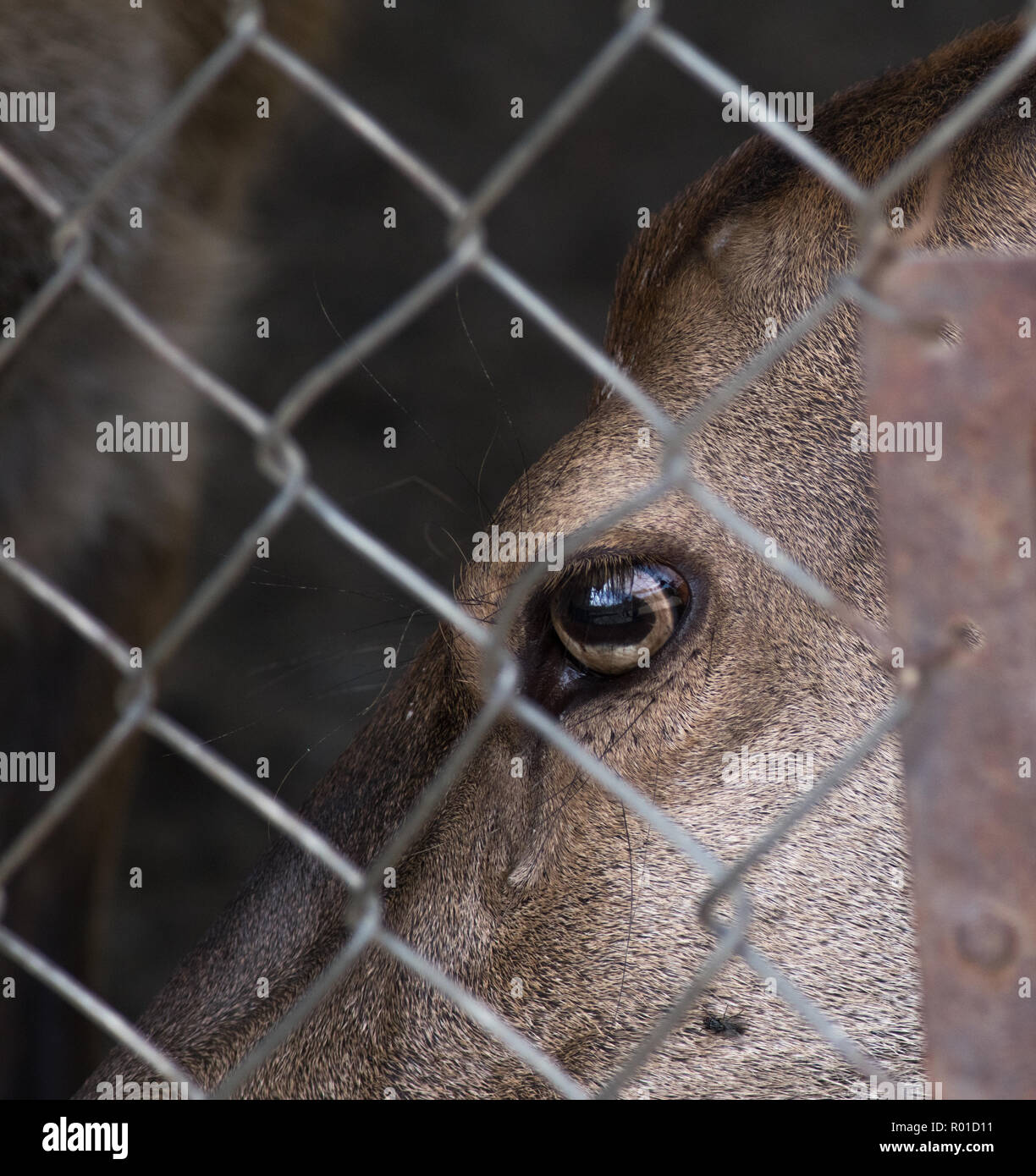 Close up di un cervo's eye dietro il recinto. Concetto di prigionia e libertà Foto Stock