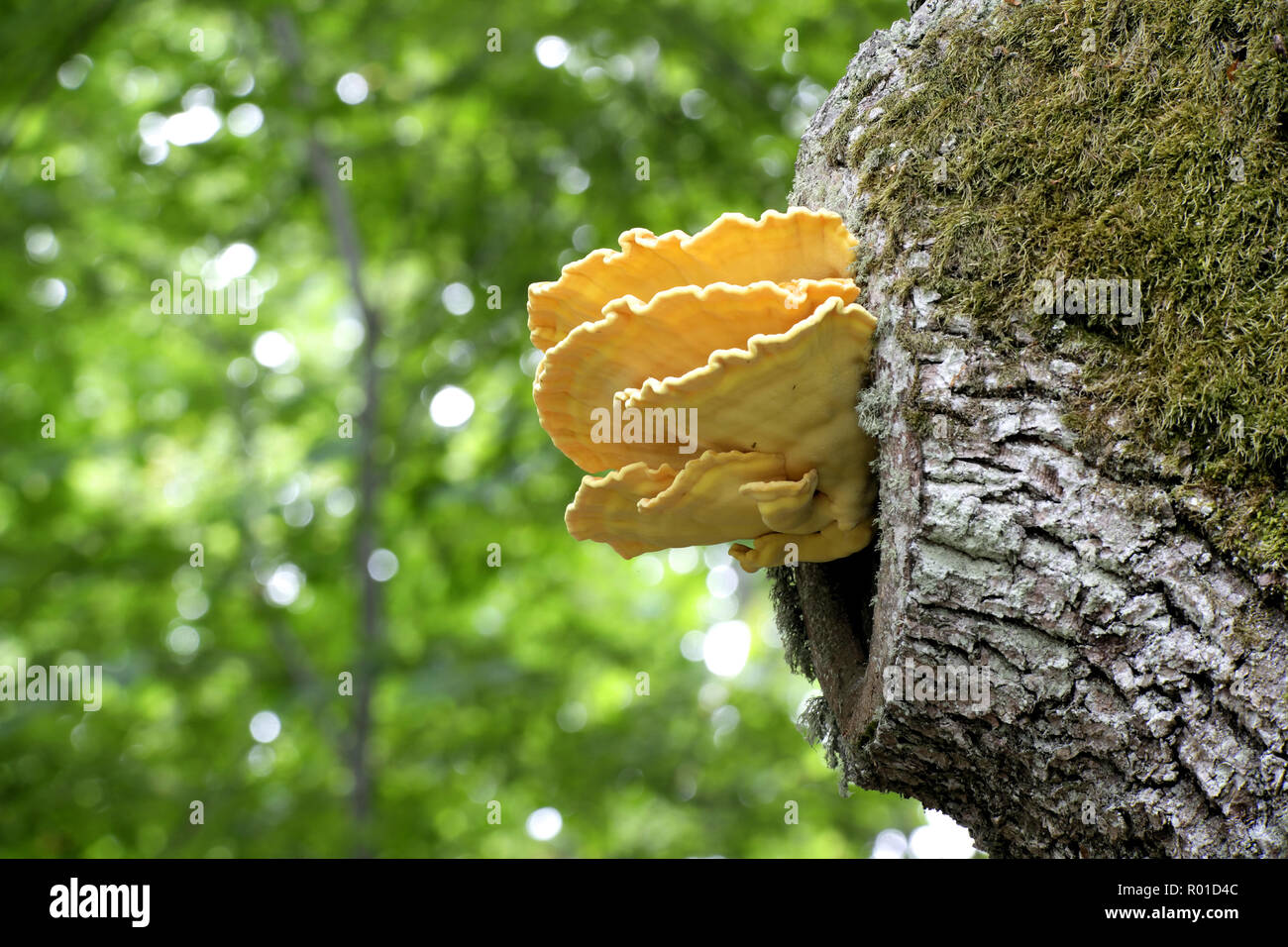 Bel golden polypore zolfo, Laetiporus sulfurei, che cresce su una vecchia quercia. Foto Stock