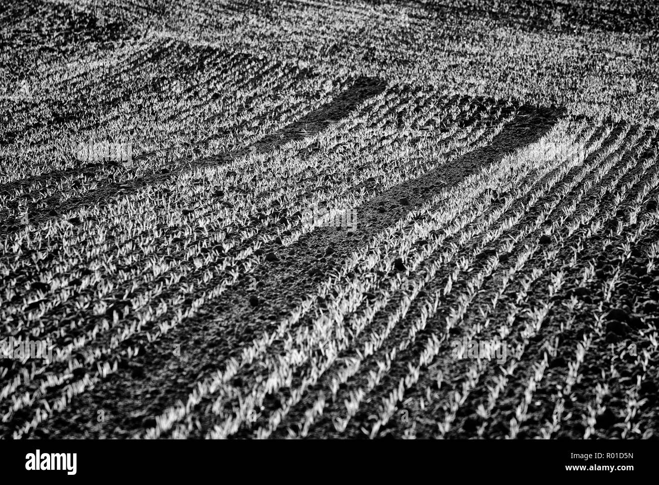 Cool-stagione di cereali in autunno, Oberweser, Weser Uplands, Weserbergland, Hesse, Germania Foto Stock