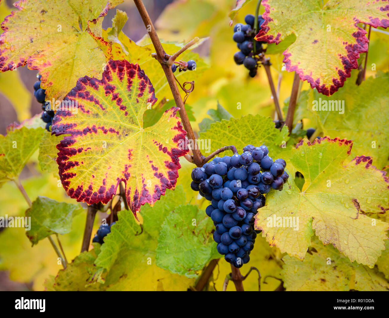 Il Pinot Nero uve da vino lasciati sulla vite dopo il raccolto; Ardiri cantina e vigneti, Tualatin Valley, Oregon. Foto Stock