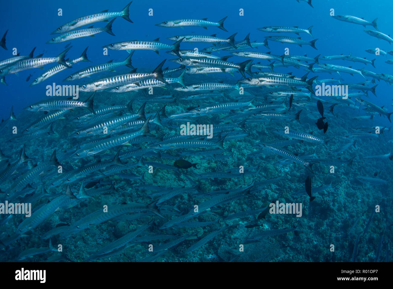 Una scuola di Blackfin barracuda nuota su una profonda Coral reef nelle isole Salomone. Questa zona è conosciuta per la sua straordinaria biodiversità marina. Foto Stock