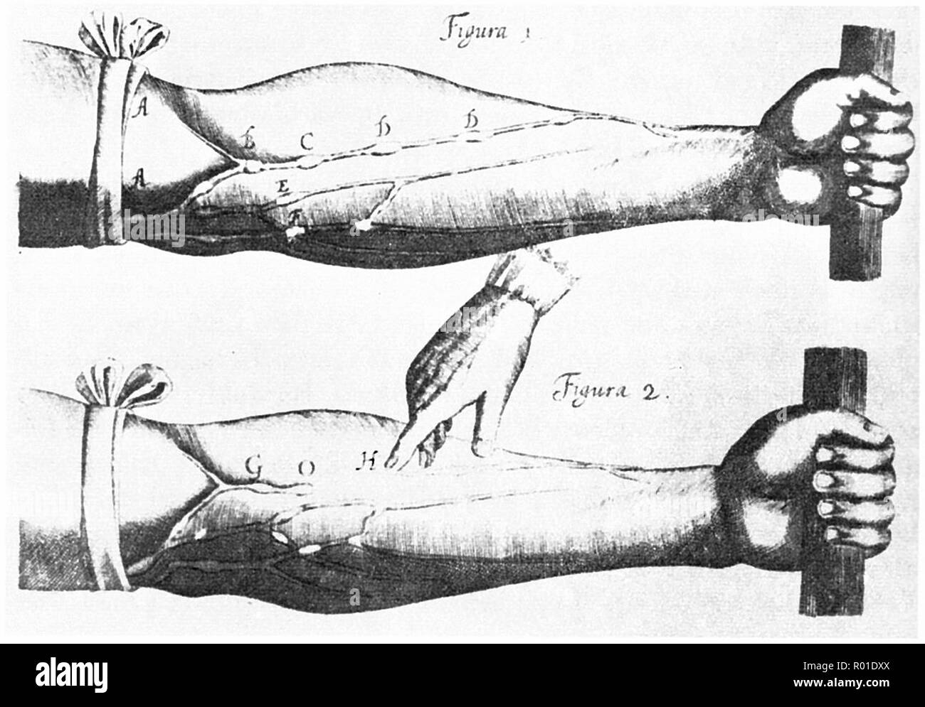 Illustrazione di un esperimento da William Harvey dimostrando la circolazione e il flusso di sangue Foto Stock