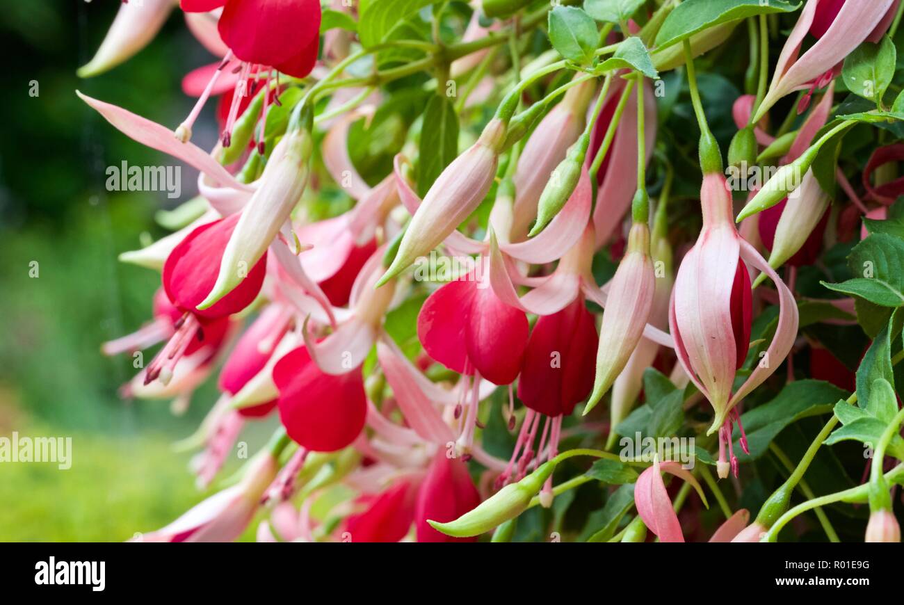 Fucsia cascata finale Foto Stock