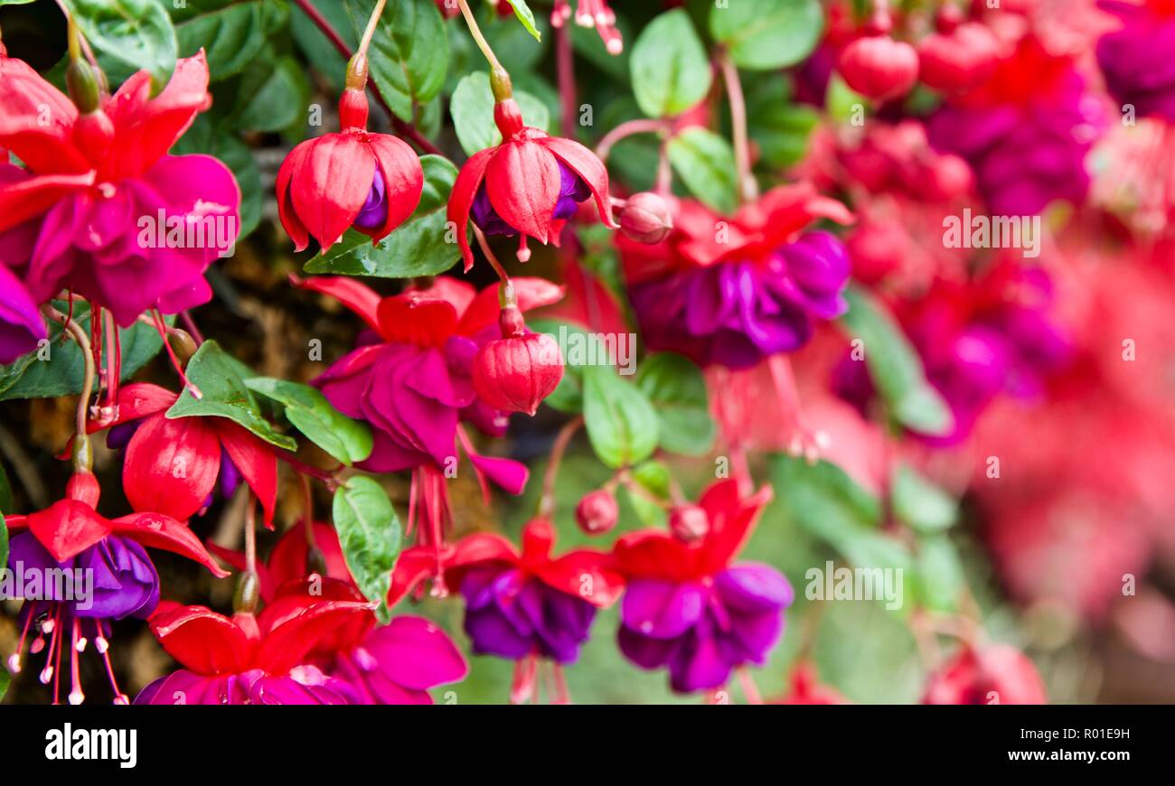 Fuchsia 'Baby Blue Eyes' Foto Stock