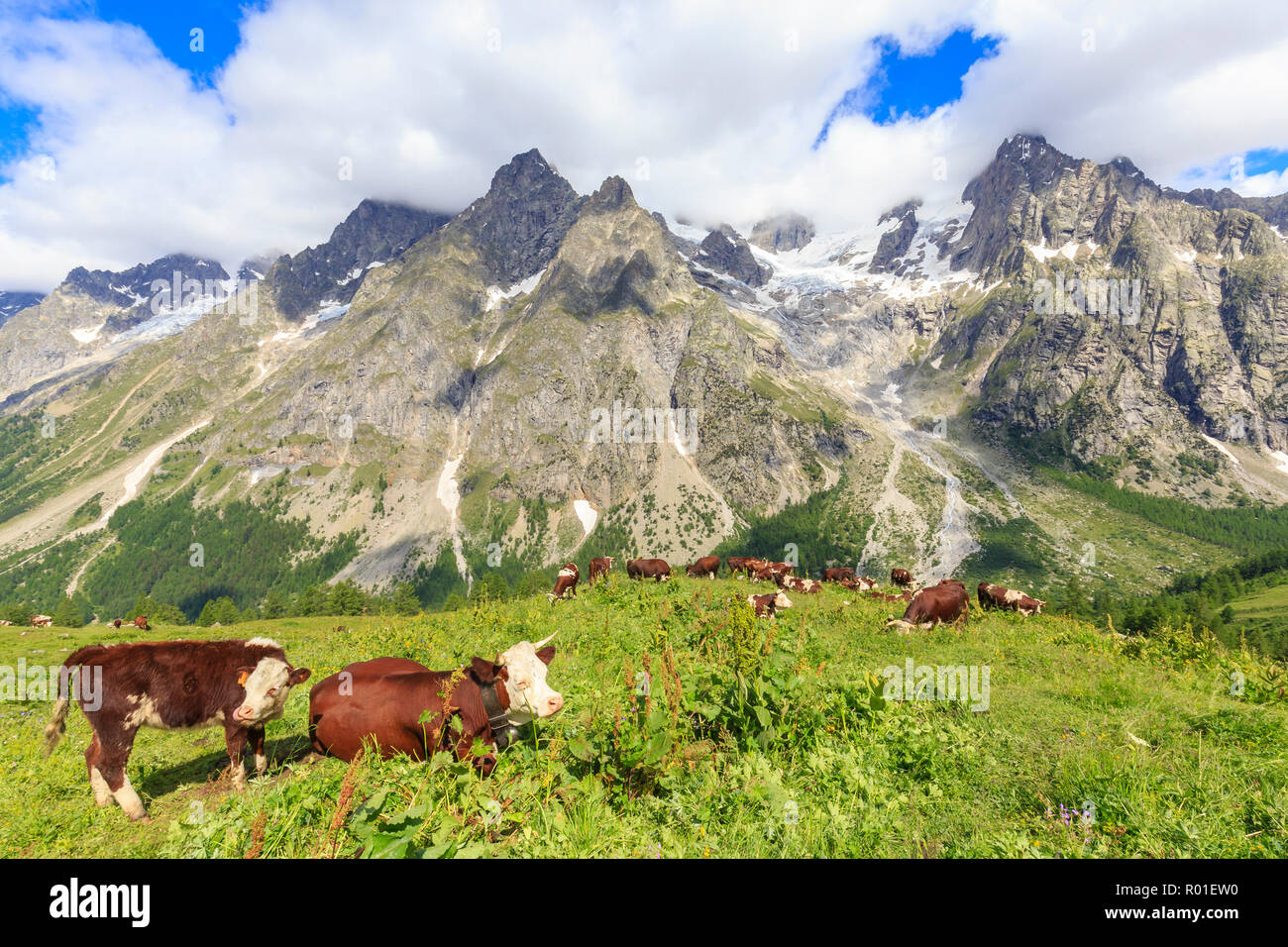 Le mucche al pascolo in Val Ferret. Rifugio Bonatti, Val Ferret, Courmayeur, in Valle d'Aosta, Italia, Europa Foto Stock
