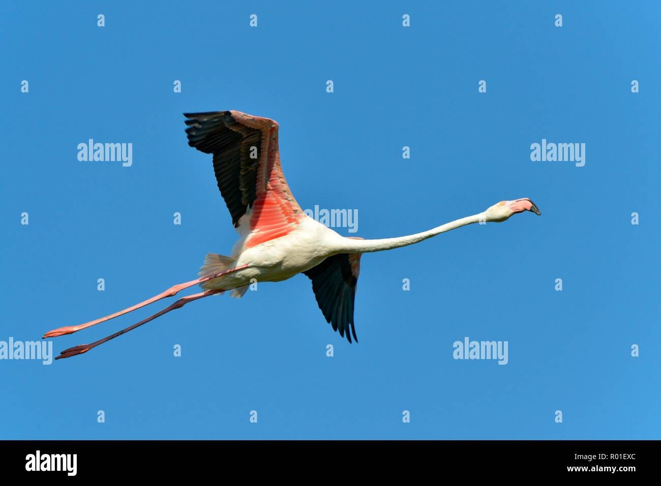 Flamingo in volo (Phoenicopterus ruber) sul cielo azzurro sfondo, nella Camargue è una regione naturale si trova a sud di Arles, Francia, Foto Stock