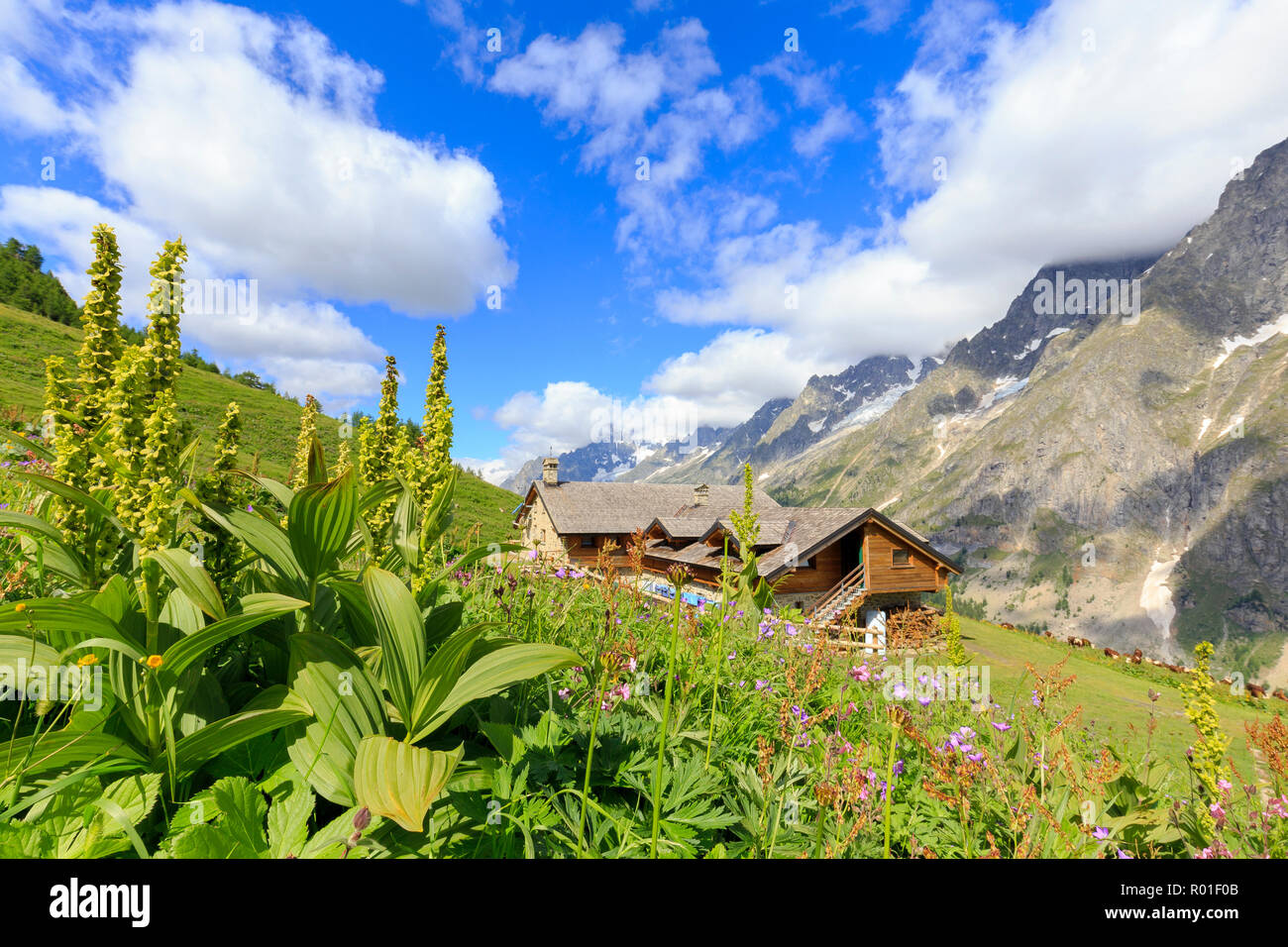 Fioritura estiva al Rifugio Bonatti. Rifugio Bonatti, Val Ferret, Courmayeur, in Valle d'Aosta, Italia, Europa Foto Stock