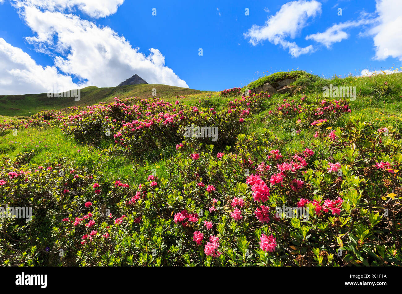 La fioritura dei rododendri. Malatrà Valley, Val Ferret, Courmayeur, in Valle d'Aosta, Italia, Europa Foto Stock