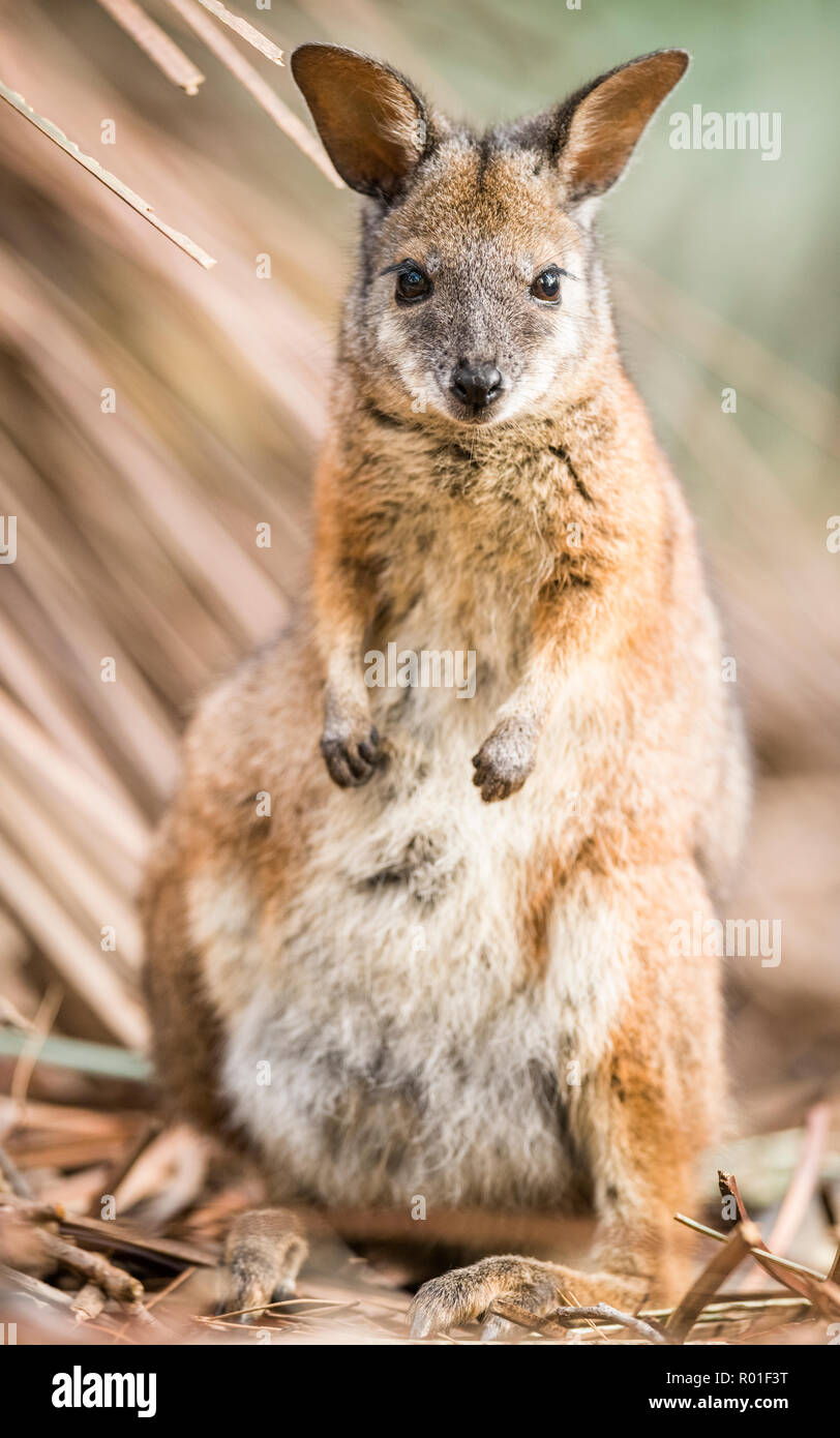 Tammar wallaby (Macropus eugenii), seduta nel sottobosco, South Australia, Australia Foto Stock