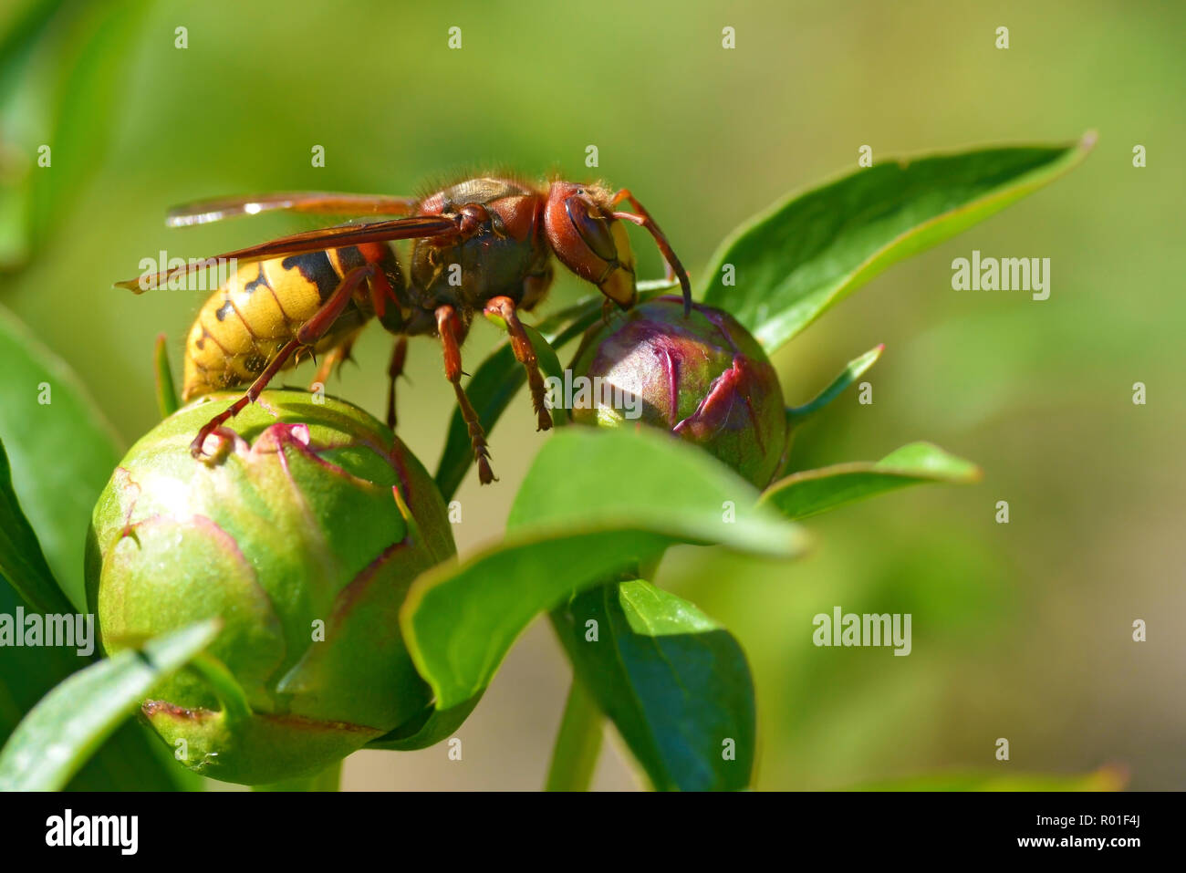 Primo piano Unione hornet (Vespa crabro) su bud di peonia fiore visto dal profilo Foto Stock