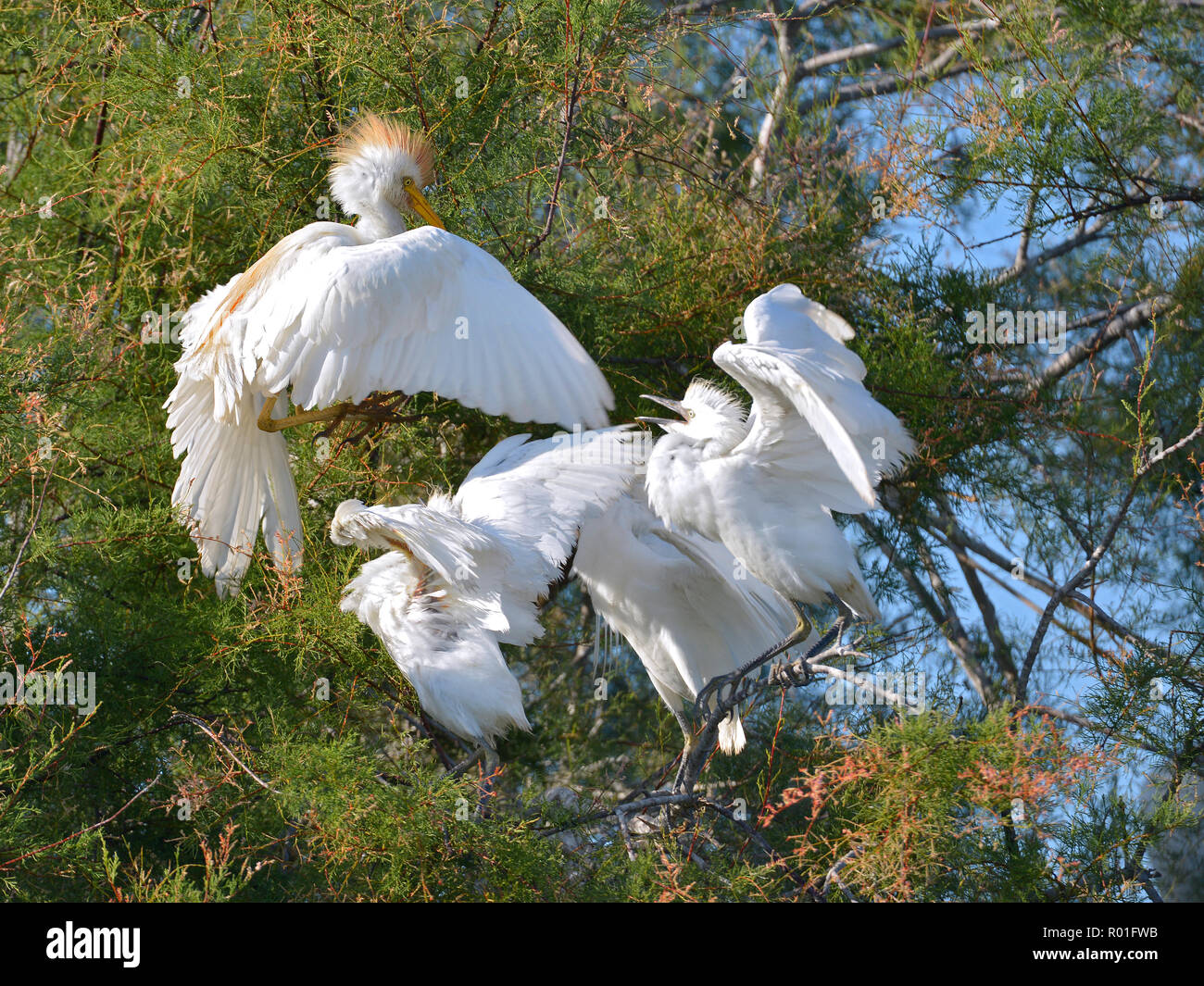 Airone guardabuoi (Bubulcus ibis) in volo e garzetta (Egretta garzetta) nella struttura ad albero, in Camargue è una regione naturale si trova a sud di Arles, Franc Foto Stock