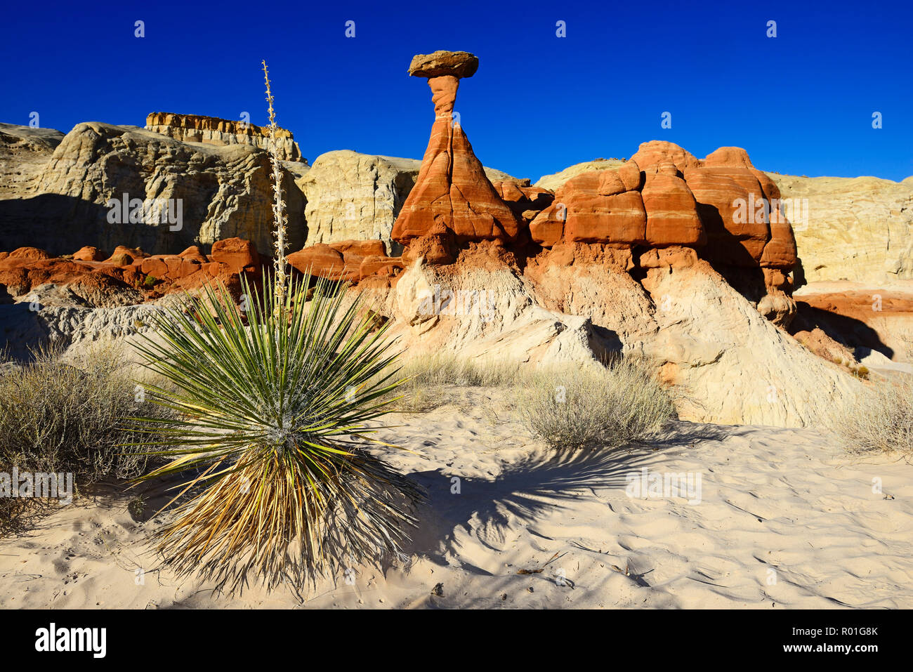 Toadstool formazioni rocciose, Kanab, Utah, Stati Uniti d'America Foto Stock