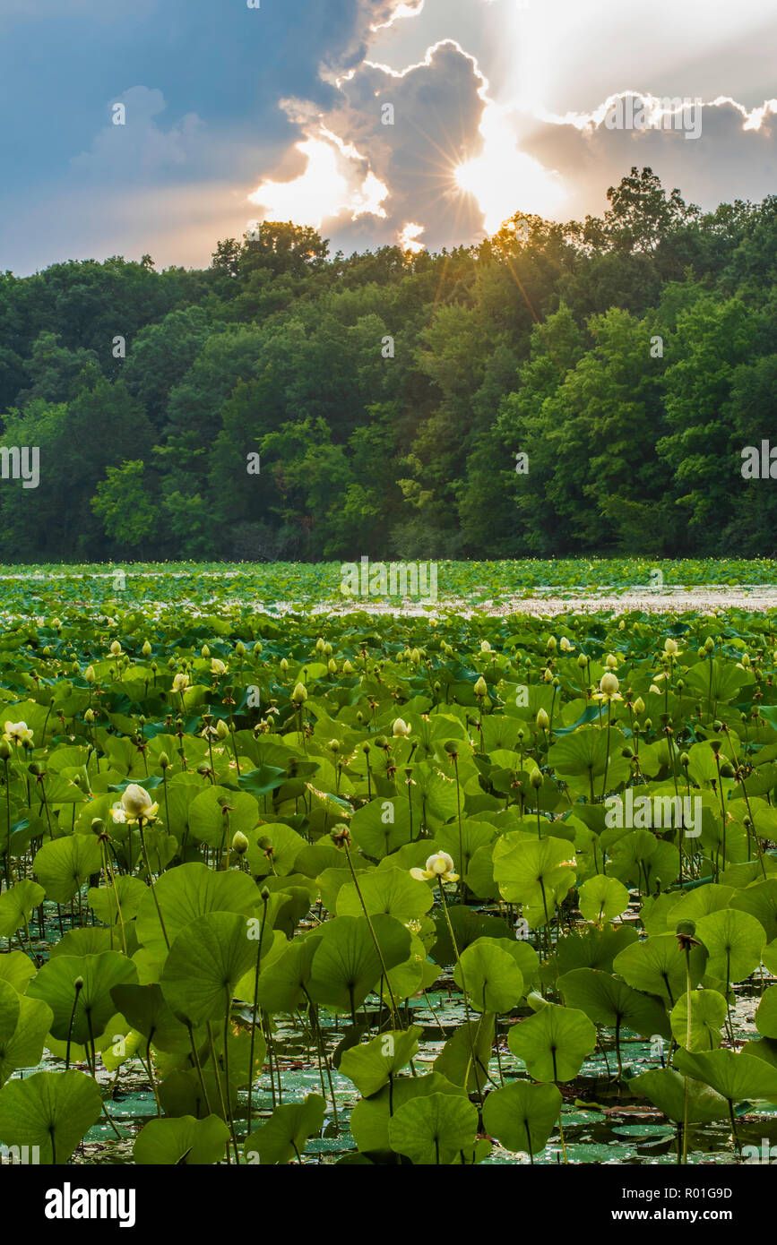 American Lotus (Nelumbo lutea), Michigan, Stati Uniti d'America, da Bruce Montagne/Dembinsky Foto Assoc Foto Stock