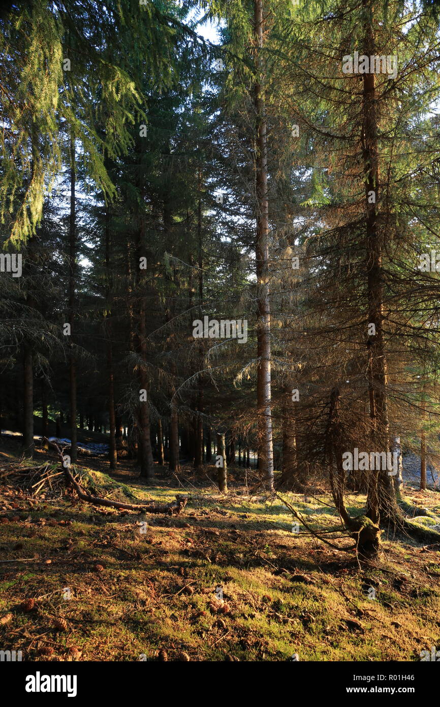 Bosco di abete rosso in primavera, sole ombre Foto Stock