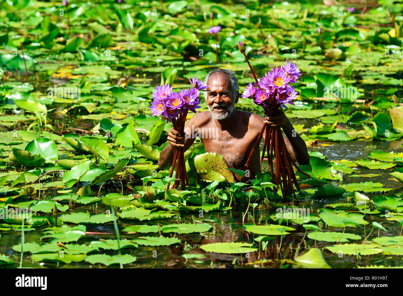 Il vecchio uomo raccoglie i fiori di loto blu (Nymphaea caerulea) in un lago vicino Habarana, Sri Lanka Foto Stock
