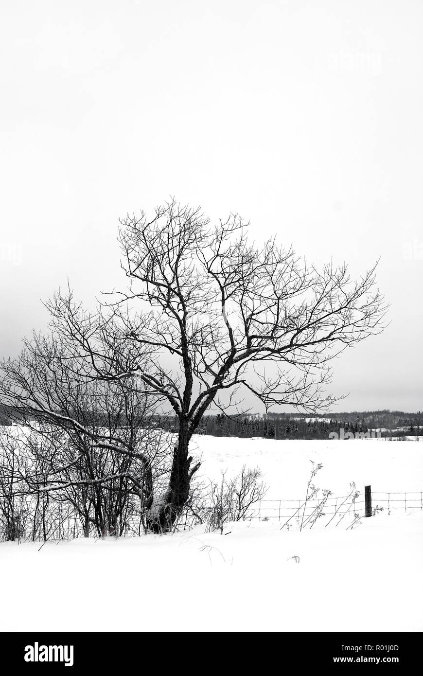 Silhouette monocromatica di un albero in un paesaggio invernale Foto Stock