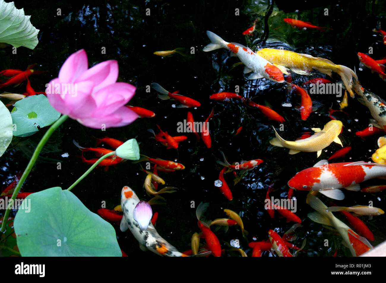 Lotus goldfish Foto Stock