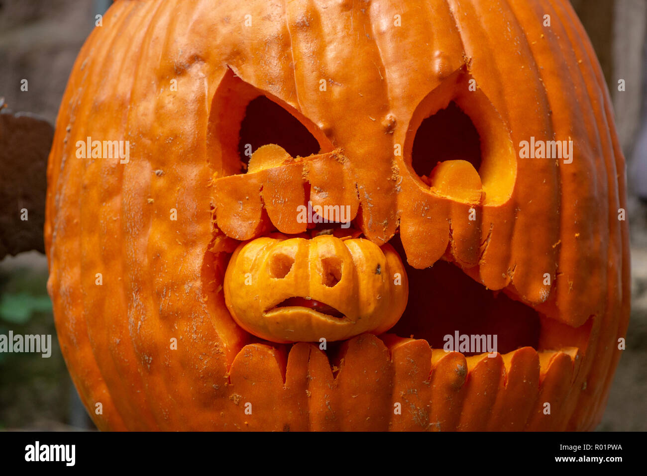 Preston, Lancashire, Regno Unito. Il 31 ottobre, 2018. Zucca di Halloween, Chipping, Preston, Lancashire. Credito: John Eveson/Alamy Live News Foto Stock