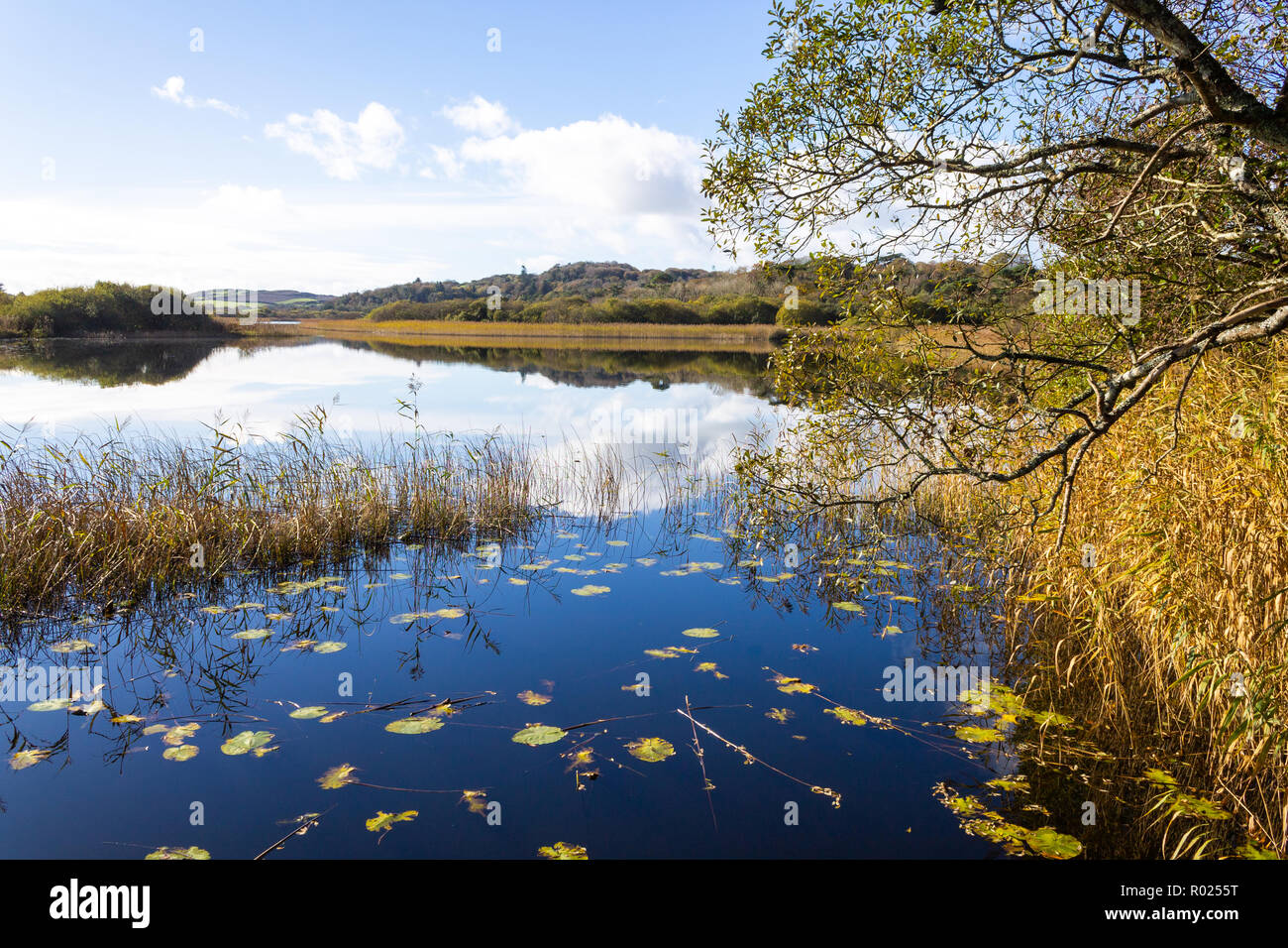 Lago Lissard, Skibbereen, Irlanda, 1 novembre 2018. Un brillante chiaro mattina con Non un alito di vento e temperature fino a 11 gradi centigradi consentire Lissard lago vicino a Skibbereen per riflettere i colori dell'autunno sul lago ancora superficie. Credito: aphperspective/Alamy Live News Foto Stock