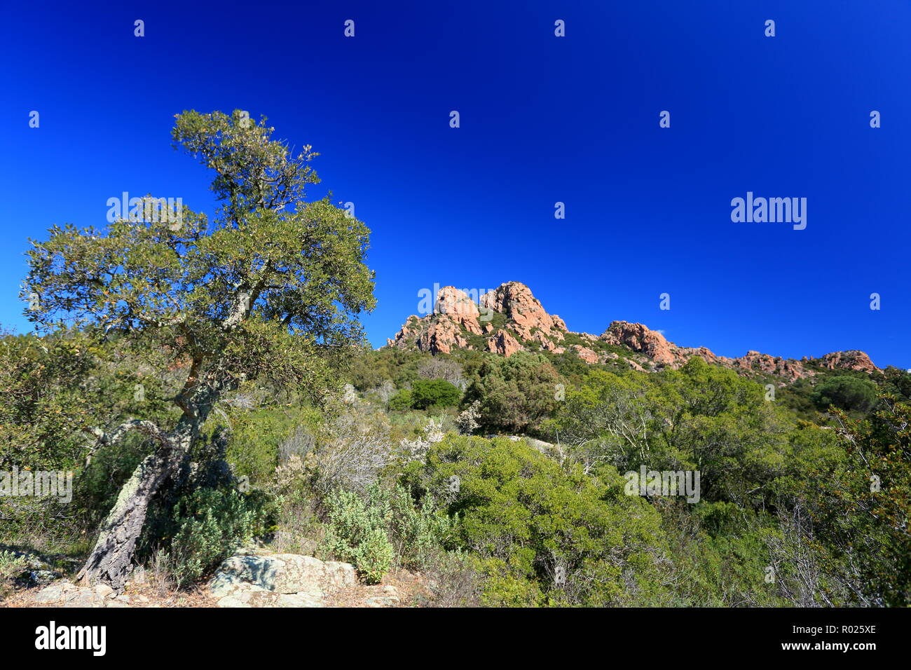 Rocher de Roquebrune sur Argens, 83, Var, Cote d'azur, PACA, Foto Stock