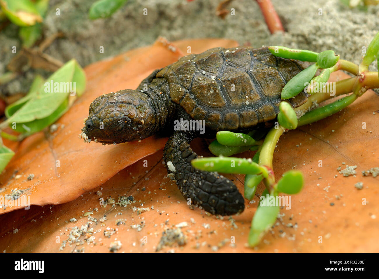 Hawskbill tartaruga di mare, Eretmochelys imbricata, hatchling, Florida B1275 Foto Stock