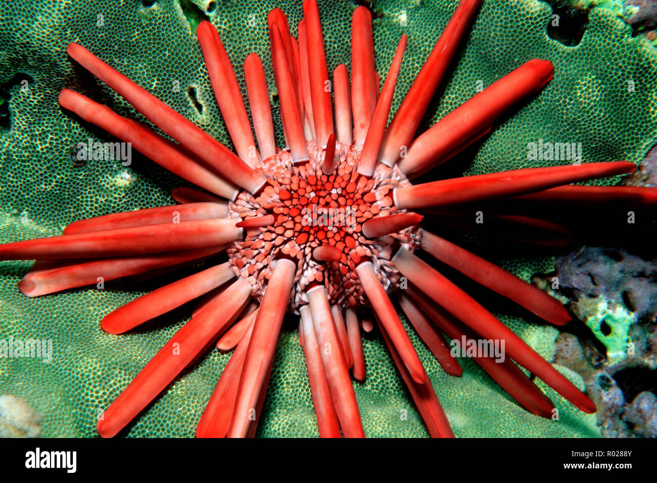 Matita rossa urchin, Heterocentros mammilatus, Hawaii, Oceano Pacifico Foto Stock