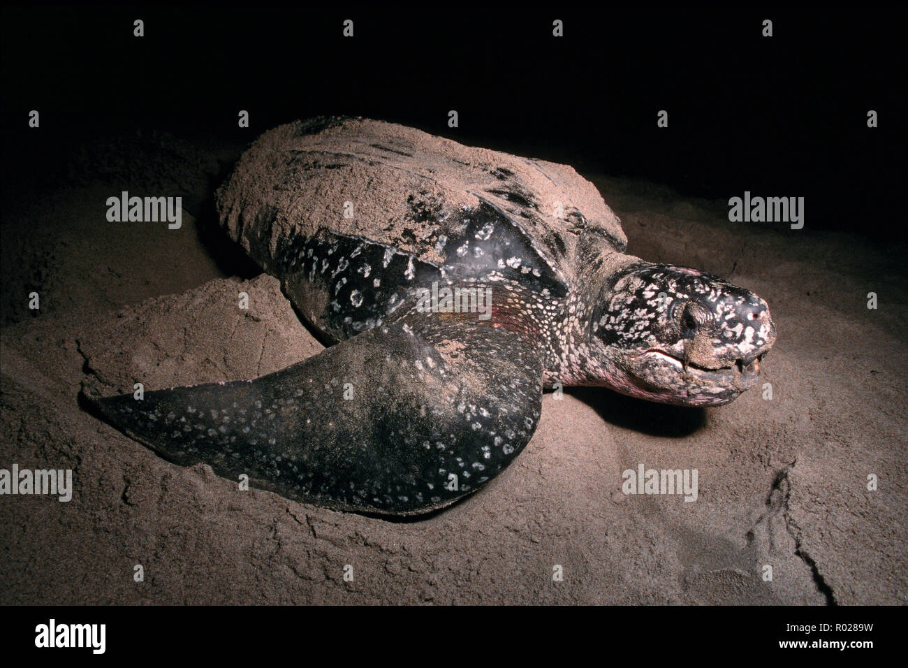 La Tartaruga Liuto, Dermochelys coriacea, è un profondo-diving, oceano aperto residente . Gli adulti possono pesare oltre 2000 libbre e crescere per 8' su una dieta di j Foto Stock