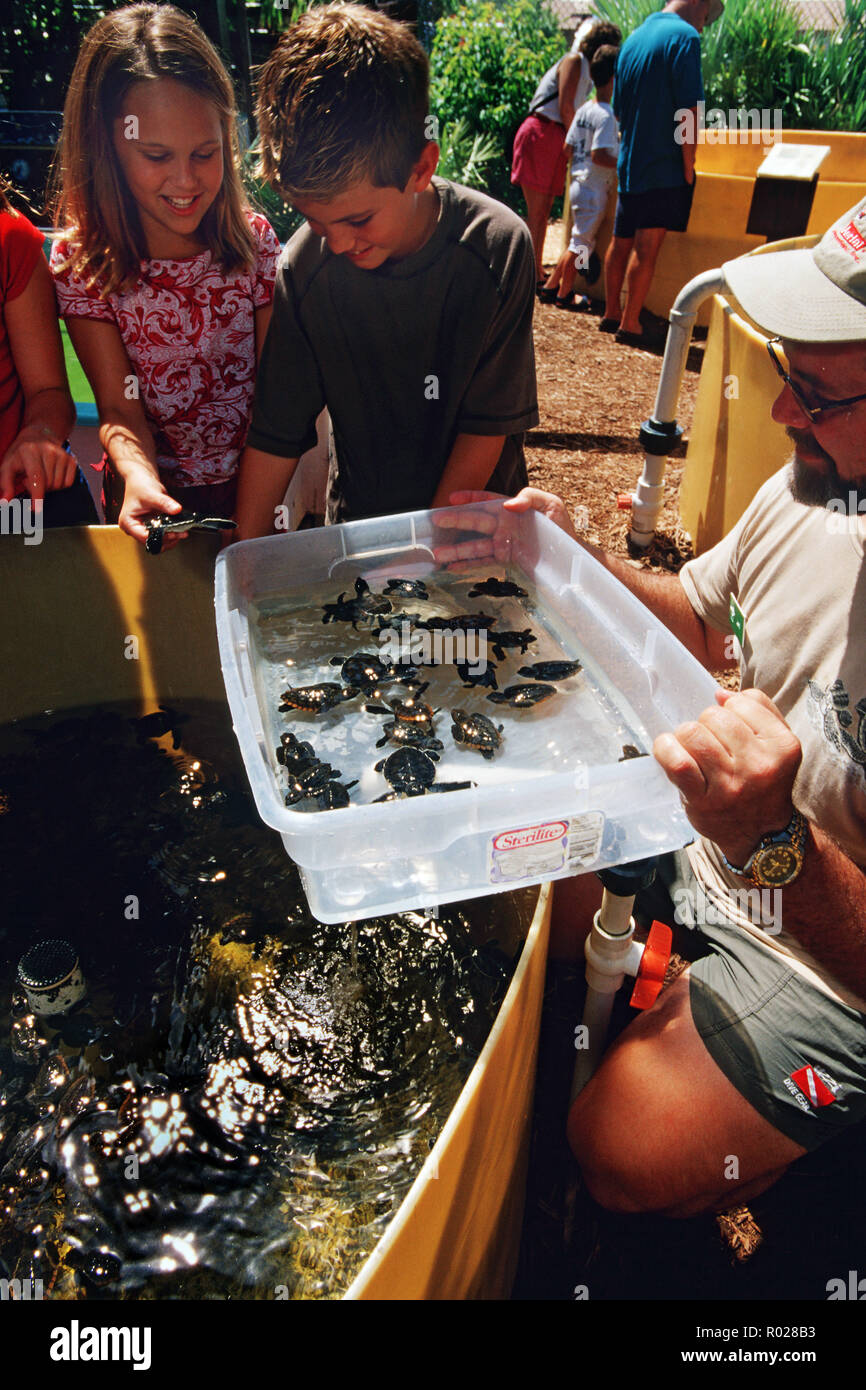 Tartaruga di mare servizi di riabilitazione aiutare le tartarughe feriti in modo sicuro il ritorno all'oceano . Essi inoltre aumentare la pubblica consapevolezza dando tours e orga Foto Stock