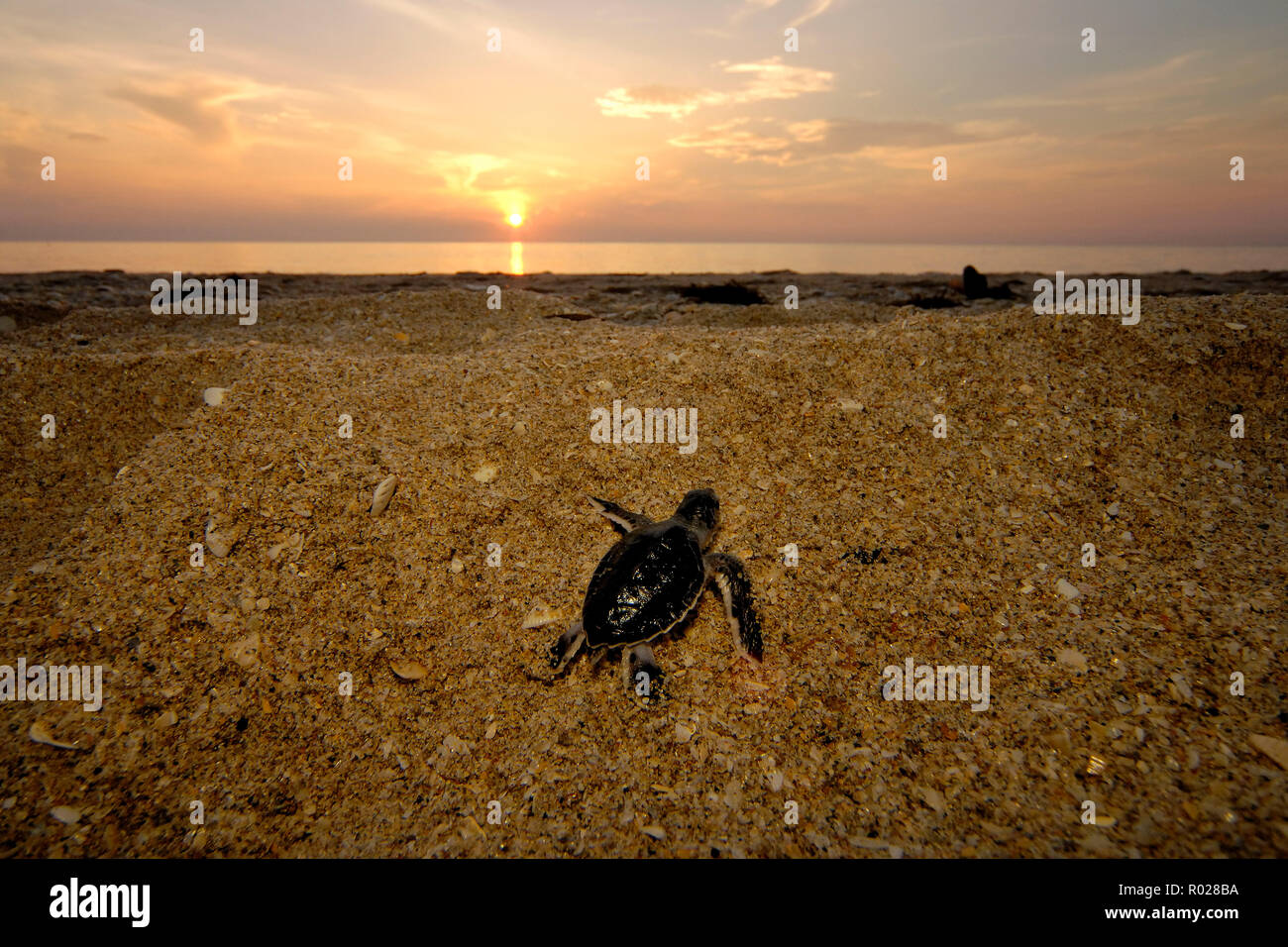 Tartaruga Verde (Chelonia Mydas) hatchling, Florida, Oceano Atlantico B1275 Foto Stock