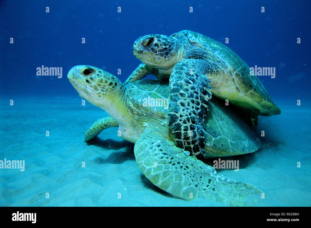 Tartaruga Verde, Chelonia Mydas, si trova negli oceani di tutto il mondo . Essi sono in via di estinzione, e mentre l'accoppiamento, il maschio afferra la femmina con la griffa sul suo fr Foto Stock