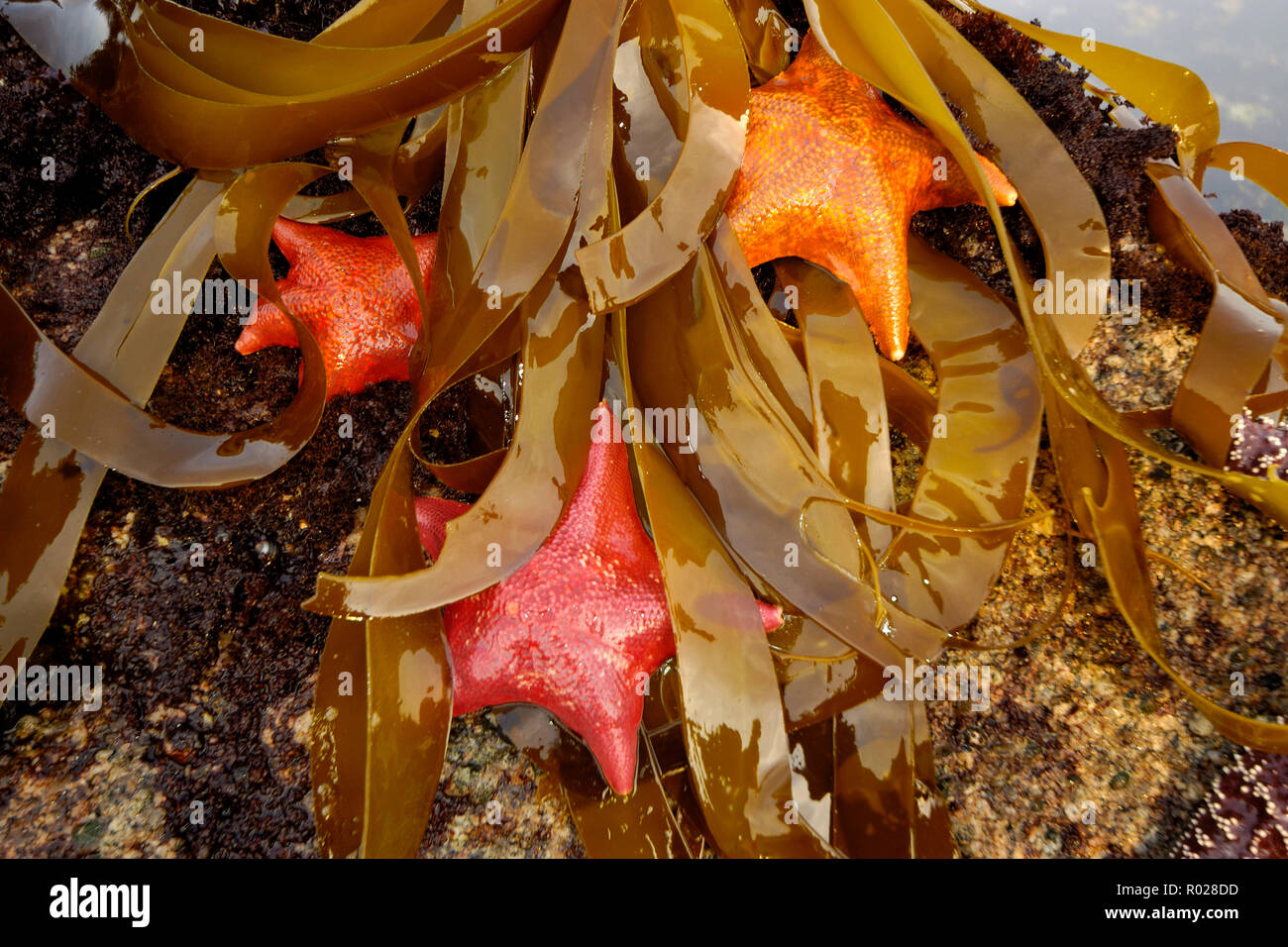 Tidepool con Bat stelle, Asterina miniata, Monterey Bay National Marine Sanctaury, Monterey, California, Oceano Pacifico Foto Stock